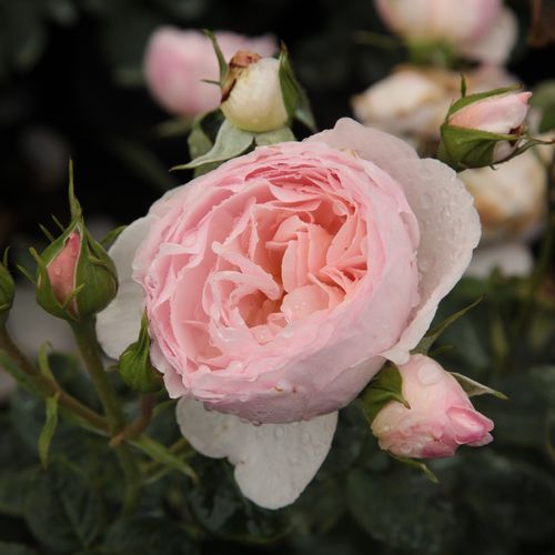 Gärtnerei - Rosa Ausblush - rosa - englische rosen - stark duftend - David Austin - Für eine optimale, romantische Wirkung, soll man diese Sorte auf andere jährlich blühende Pflanzen oder Büsche ranken lassen.